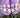 Charms Chaussures Trou - Boucles Marguerite Tournesol